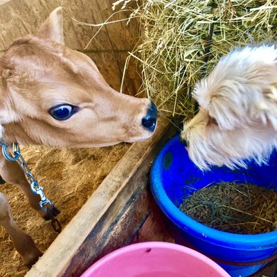 Freedom Hill Farm by null