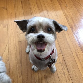 Buddies - Pet Groomers Near Me - Las Vegas, Nevada