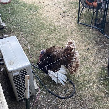 Richter's Antler Cafe - Pet turkey! - American Near Me - Spring Branch, Texas Richter's Antler Cafe - Pet turkey! - American Near Me - Spring Branch, Texas