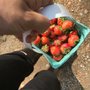 Photo of The Berry Patch