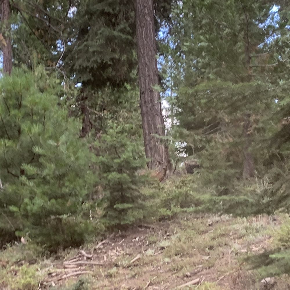 Shaver Stables - There's a baby deer there - Horseback Riding Near Me - Shaver Lake, California Shaver Stables - There's a baby deer there - Horseback Riding Near Me - Shaver Lake, California