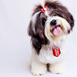 The Pet Shop - Fun Shih Tzu gift items, visit link below
https://www.thepetshopsonline.com/collections/shih-tzu-gift-ideas