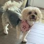 Photo of Couture Canine