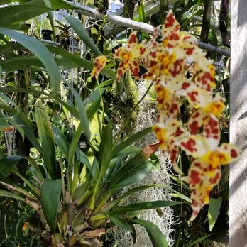 Andy's Orchids - This one was so beautiful, ready to propagate into 24 other orchid plants. I was afraid to even ask the price! - Nurseries & Gardening Near Me - Encinitas, California