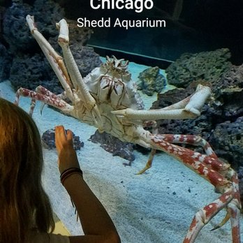 Shedd Aquarium - Now that's a crab! - Aquariums Near Me - Chicago, Illinois Shedd Aquarium - Now that's a crab! - Aquariums Near Me - Chicago, Illinois