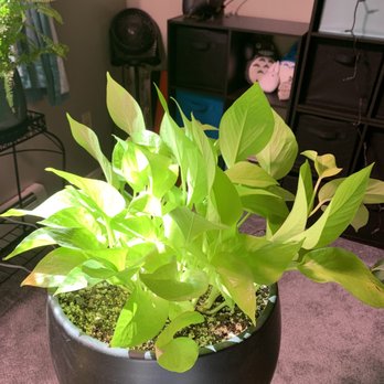 That Feeling - My beautiful and healthy neon pothos bought from That feeling co. - Coffee & Tea Near Me - Anchorage, Alaska
