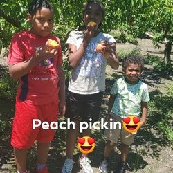 Shuler Peach