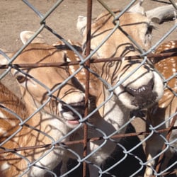 Lionel's Pony Farm & Petting Zoo