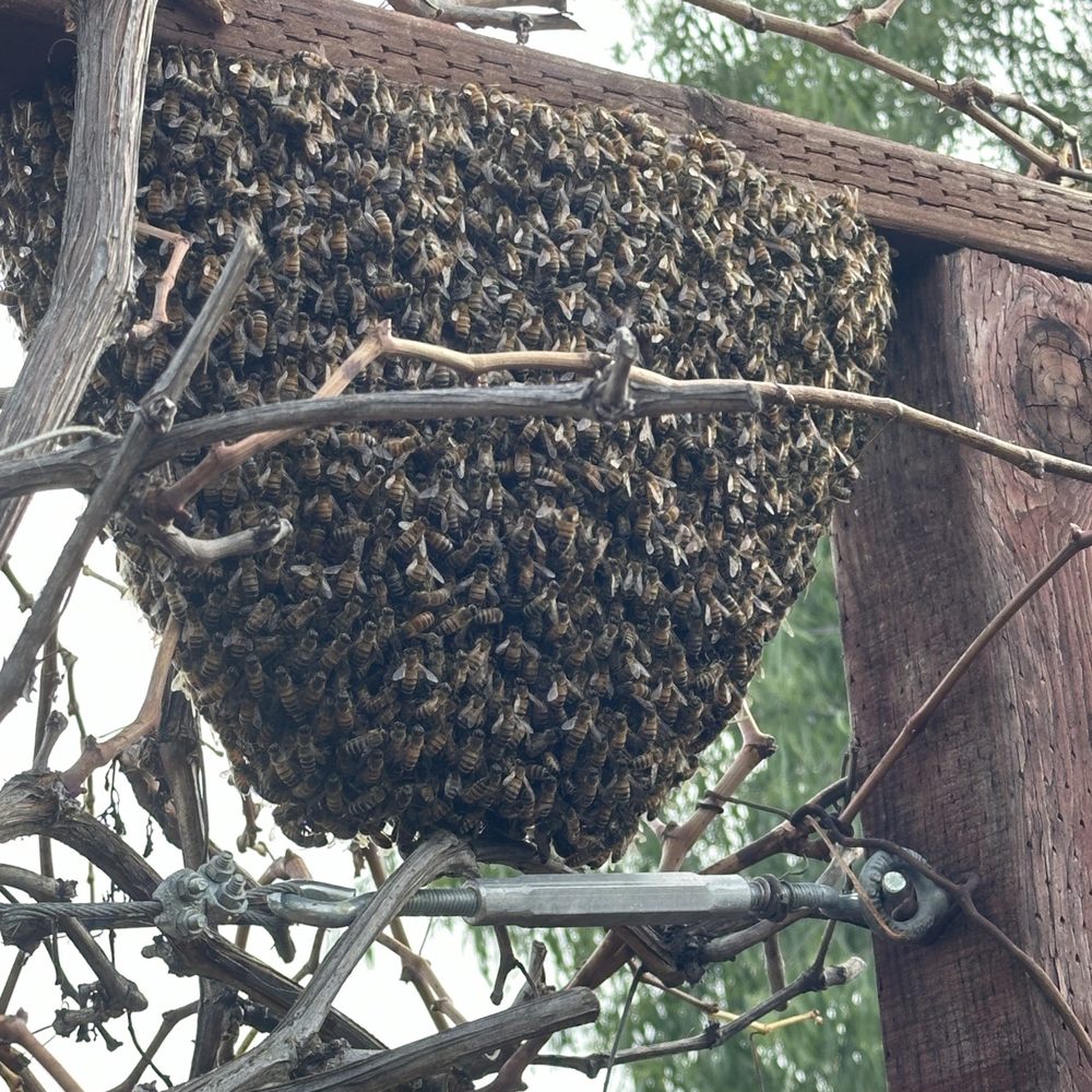 Bee Doctor Bee Removal - Bee swarm - Pest Control Near Me Bee Doctor Bee Removal - Bee swarm - Pest Control Near Me