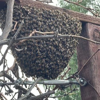 Bee Doctor Bee Removal - Bee swarm - Pest Control Near Me