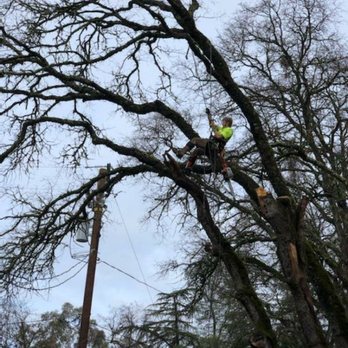 Mcgraw TreeZ - Tree Services Near Me Mcgraw TreeZ - Tree Services Near Me
