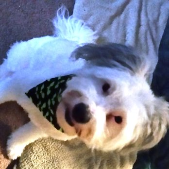 Clipn' Mutts - Atlas all groomed up for the fall! - Pet Groomers Near Me - Apple Valley, Minnesota