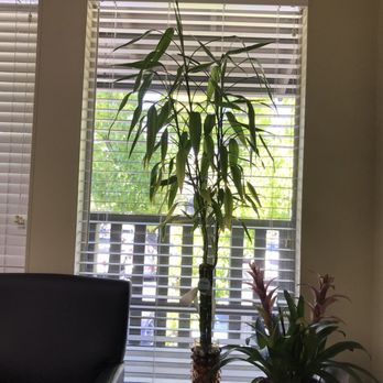 SummerWinds Nursery - Campbell - Happy Bamboo repotted at SummerWinds. - Nurseries & Gardening Near Me - Campbell, California SummerWinds Nursery - Campbell - Happy Bamboo repotted at SummerWinds. - Nurseries & Gardening Near Me - Campbell, California
