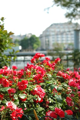 Square du Vert-Galant by null