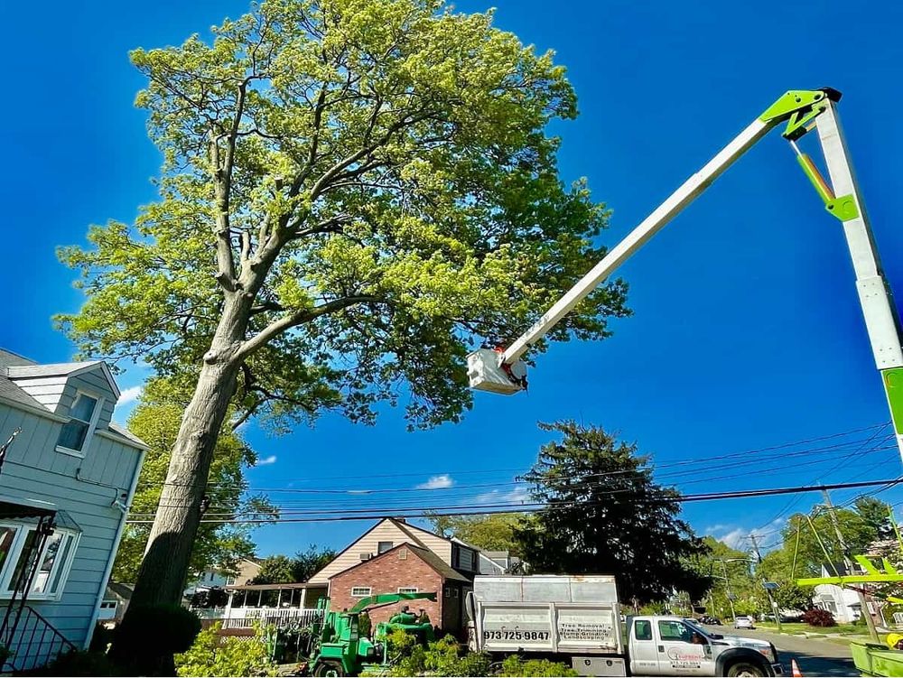 Supreme Tree Solutions - tree service in Elizabeth, NJ