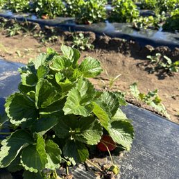 Strawberry fields forever Strawberry fields forever