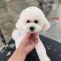 Pawfect Pet Grooming