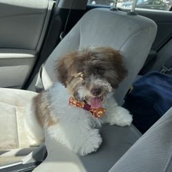 The Dog Wash