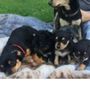 Photo of Shady Creek Kennel