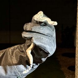 Arizona Snake Removal - Professionally removed.