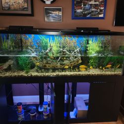 Tropical Haven - Chip in left side of tank can be seen