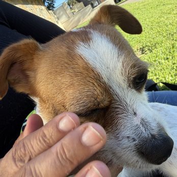 Happy Tails - Irritated closed left eye he couldn't open it - Pet Groomers Near Me - Anaheim, California