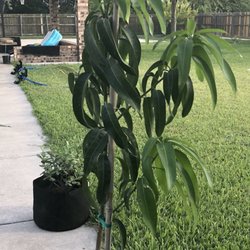 Stuart Place Nursery - Lots of new leaves and branches