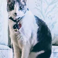 Southdale Pet Hospital - Mak