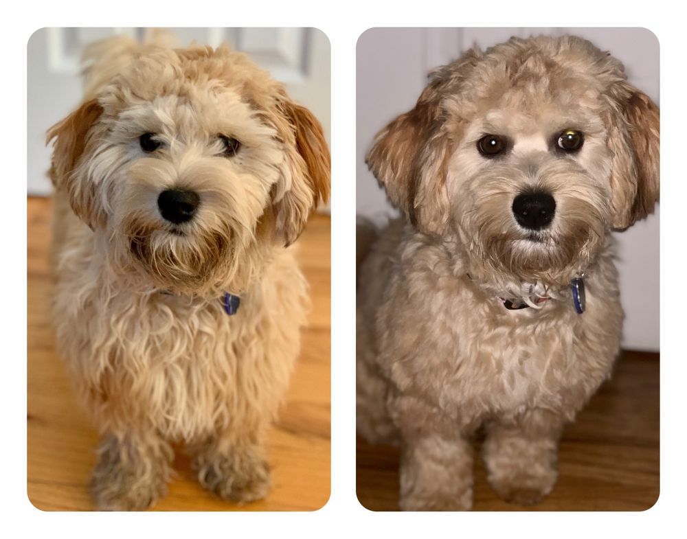 DIRTY PAW DOG WASH Updated July 2024 9 Storm Dr, Windham, Maine