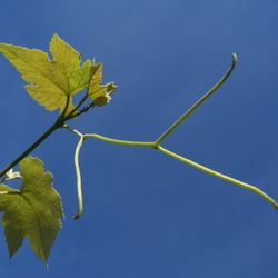 Wine Tree Vineyards - Reaching for the sky!