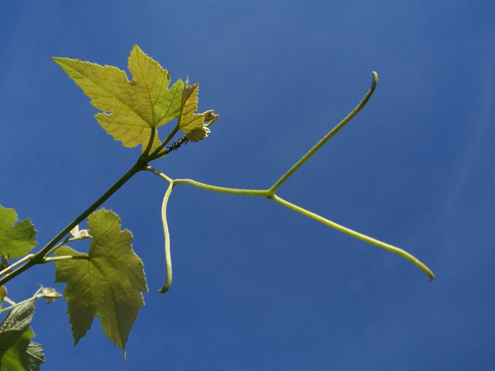 Wine Tree Vineyards Logo