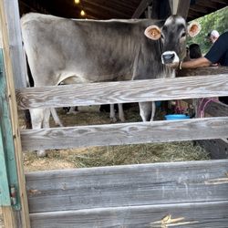 Topsham Fair - Livestock