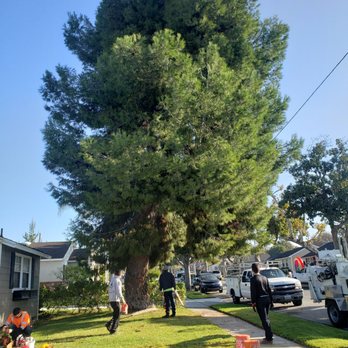 Acosta Tree Service - 55 ft pine before removal - Tree Services Near Me Acosta Tree Service - 55 ft pine before removal - Tree Services Near Me