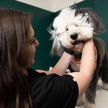 Juno Veterinary - Veterinarians Near Me - Toronto, Ontario