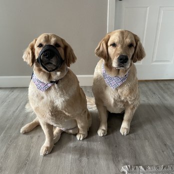 Spawt On Grooming - Full service - Pet Groomers Near Me - North Hollywood, California Spawt On Grooming - Full service - Pet Groomers Near Me - North Hollywood, California
