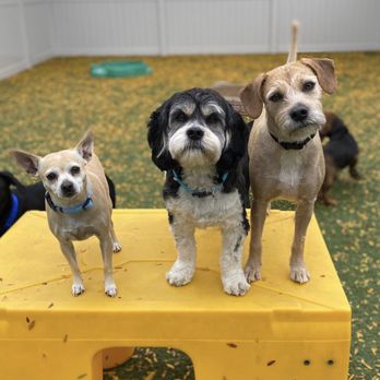 Dogtopia - Geneva - Pet Groomers Near Me - Geneva, Illinois