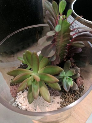The ZEN Succulent by null