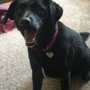 Photo of Elite Pet Styling