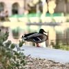 Balboa Park gift card