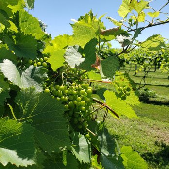 Chateau de Pique Winery - Grapes growing - Wineries Near Me - Seymour, Indiana
