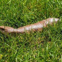 Dave’s Skinks
