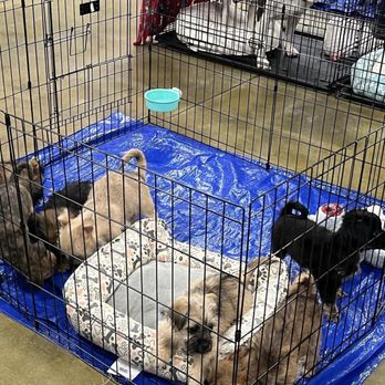 Paw Mission - Animal Shelters Near Me - Yucaipa, California Paw Mission - Animal Shelters Near Me - Yucaipa, California