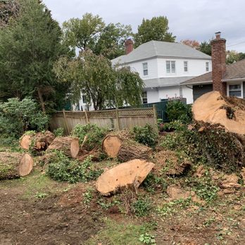 Valley Tree & Landscape Service - The monster tree taken down! - Landscaping Near Me - Long Beach, New York Valley Tree & Landscape Service - The monster tree taken down! - Landscaping Near Me - Long Beach, New York