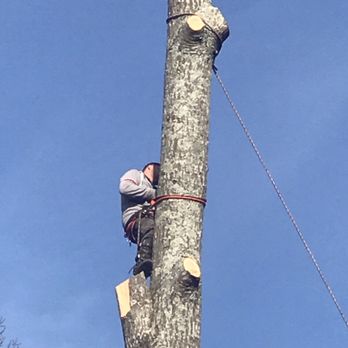 Atlanta Tree Arbors, Inc. - Tree Services Near Me - Atlanta, Georgia Atlanta Tree Arbors, Inc. - Tree Services Near Me - Atlanta, Georgia