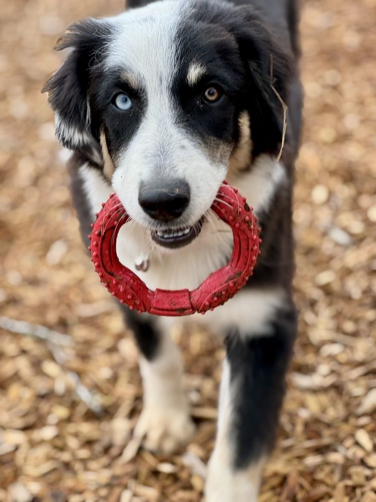 Social spots from Alpacas Of Oregon
