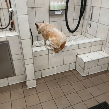 Pet Supplies Plus - OK jump in - Pet Groomers Near Me - Wheat Ridge, Colorado Pet Supplies Plus - OK jump in - Pet Groomers Near Me - Wheat Ridge, Colorado