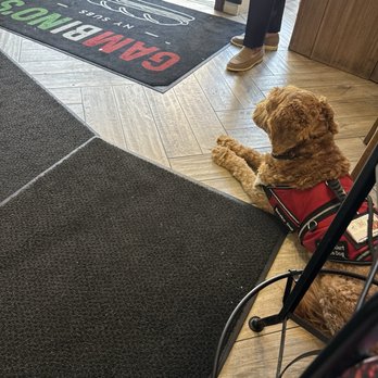 Gambino's Subs - Working service doggo - Delis Near Me - San Francisco, California Gambino's Subs - Working service doggo - Delis Near Me - San Francisco, California