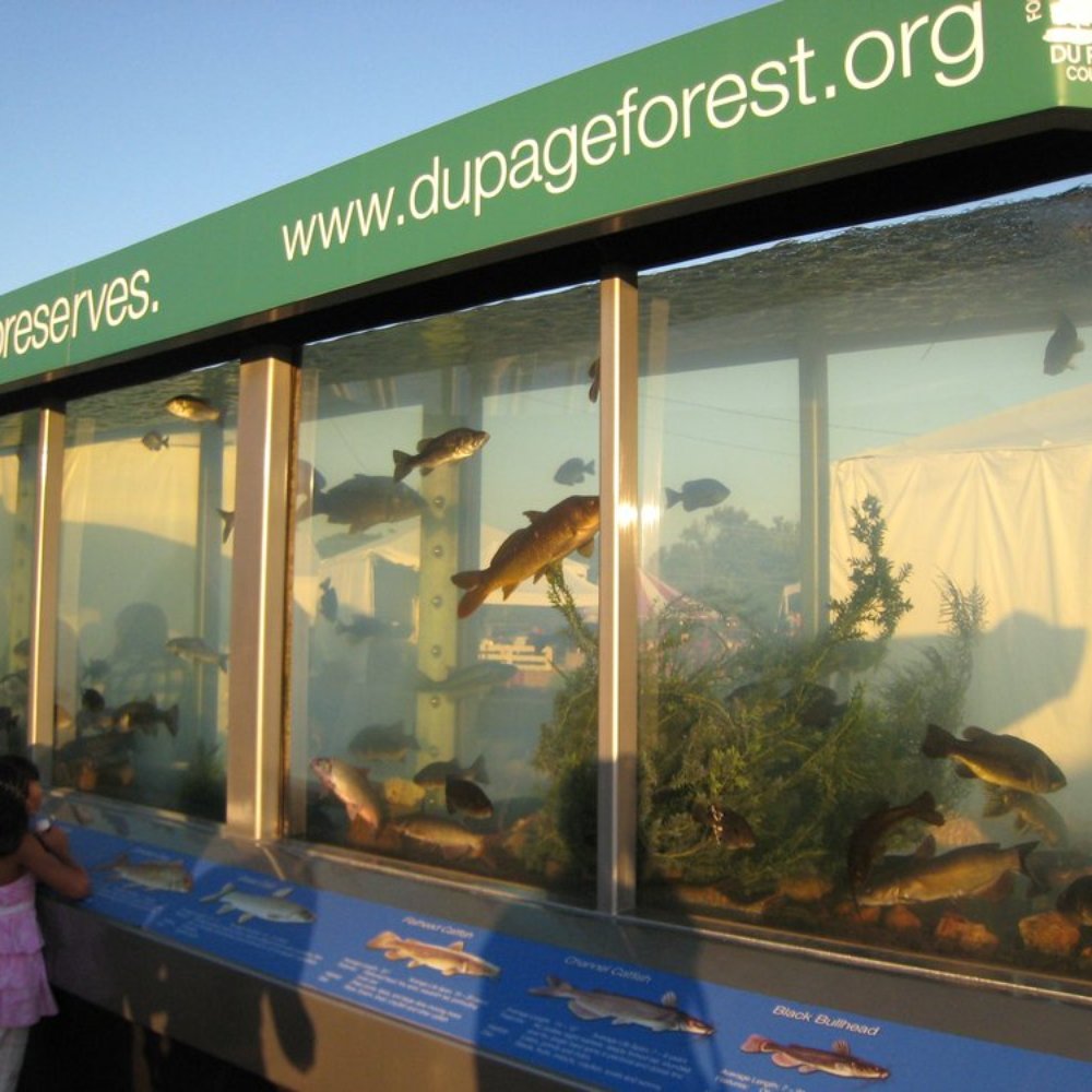 DuPage County Fair - Fish Tank - Local Flavor Near Me - Wheaton, Illinois
