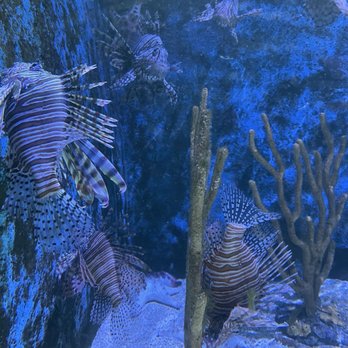 Key West Aquarium - lion fish- invasive species that smothers and destroys our reef system. Eat lion fish!!! - Aquariums Near Me - Key West, Florida