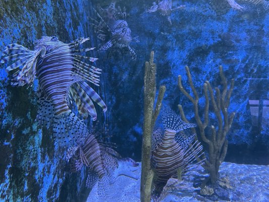 Key West Aquarium by null